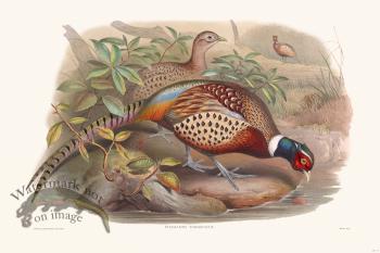 Gould Game Bird 011